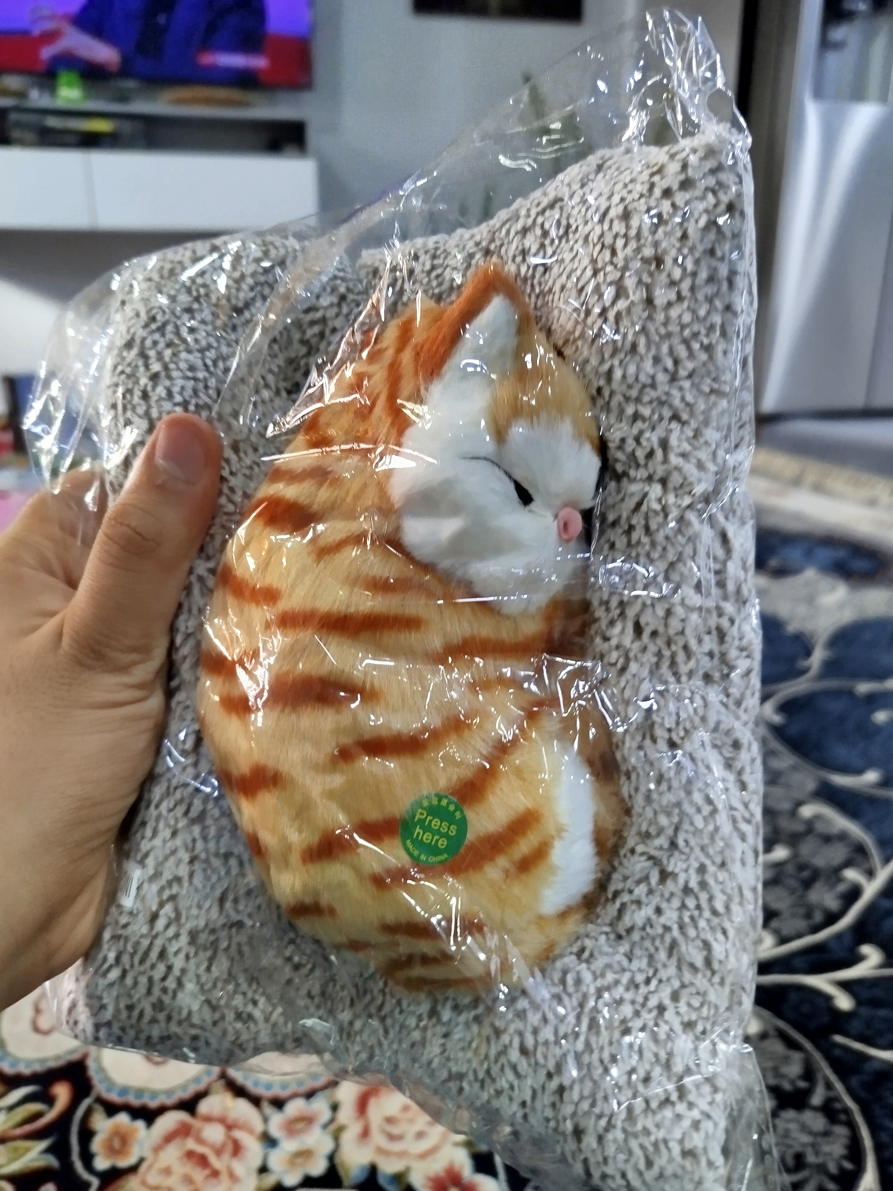 گربه موزیکال